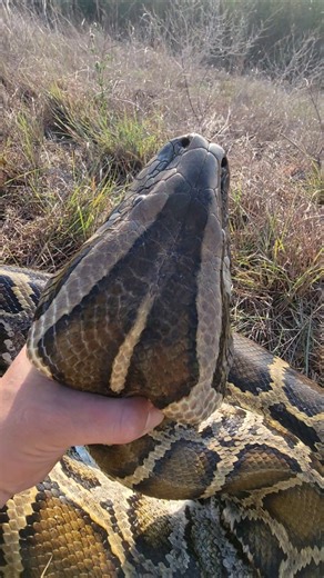 BIGGEST HEAD I'VE EVER SEEN!