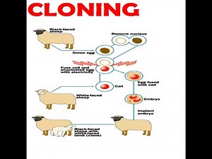 Cloning Grade 12 Life Sciences