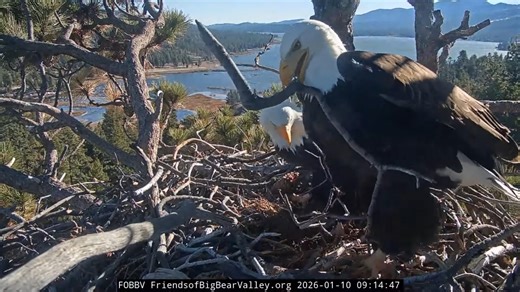 FOBBV Big Bear Bald Eagle Cam on Instagram: "Shadow Delivers Fish Gift for Jackie… After Jackie delivered the first stick yesterday morning, Shadow was not far behind, flying in with a nice fresh fish in his talons. It was, of course, intended just for Jackie, his devoted mate and queen of the nest. In some nests, the male bald eagle may deliver food gifts to their mate during nesting season. Shadow has been known to do this for Jackie and it's just one of the things that makes him so special! H