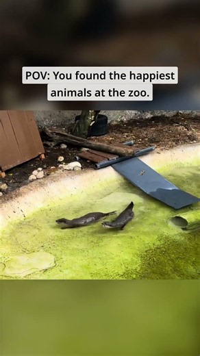 POV: You found the happiest animals at the zoo.