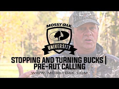 How To Use A Grunt Call | Aggressive Buck Grunt Sequence