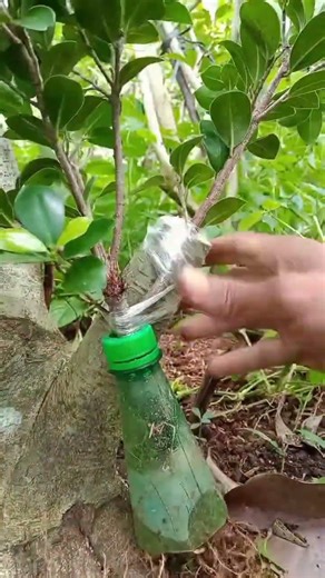 Approach Grafting Ficus Compacta on the First Branch 🌱