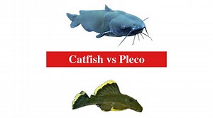 Catfish vs Pleco: The Differences Between Catfish and Pleco - HookedOnCatfish