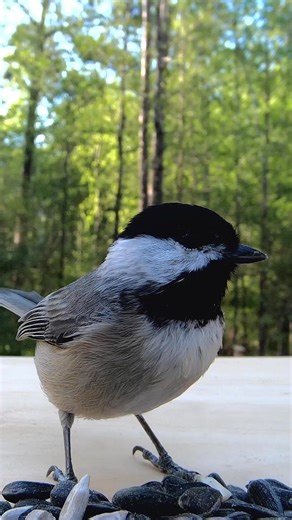 Carolina Chickadee Enjoys Birds Singing in the Background #Birds #BirdPhotography #BirdWatching #BirdLovers #BirdOfTheDay | Birds Walking Down