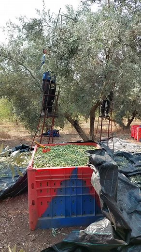 Harvesting Ripe Olives: A Step-by-Step Guide