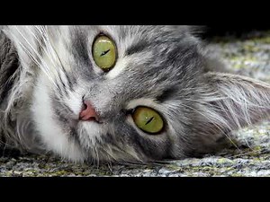 Cat Insurance How It Works and Why It Matters
