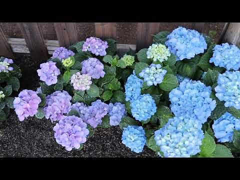 Growing Hydrangeas in Zone 9 ~ birdhouse garden
