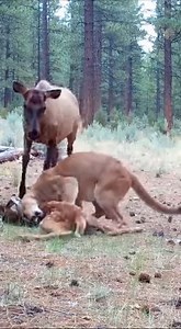 Dramatic Wildlife Struggle Unfolds as Mother Doe Confronts Mountain Lion to Protect Fawn. August 4, 2026 — 6:12 a.m. MDT — near Estes Park, Colorado. Wildlife officials are reviewing reports of an intense and emotionally charged encounter between a mother deer and a mountain lion after witnesses observed the doe attempting to defend her young fawn during an early-morning predation attempt in a mountainous residential corridor. According to preliminary accounts, the incident occurred shortly afte