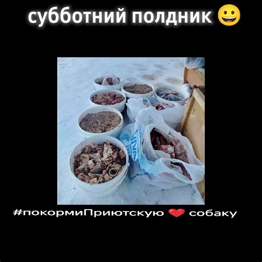 #казахстан #степногорск #спасименя #покорми #собака