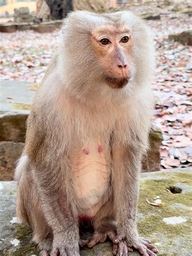 Old but beautiful pigtail monkey of the park #babymonkey