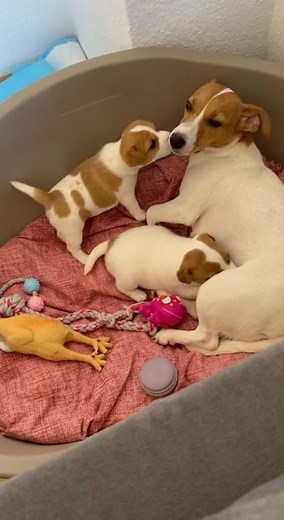 #jackrussellterrier | Jack Russell