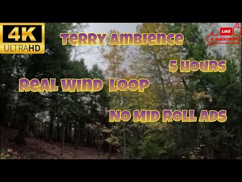4k Forest Wind Ambience 5 Hours