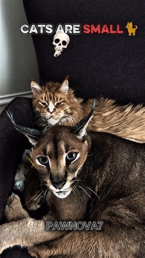 Cats are small ☠️🙀 #cats #bigcats #Auracats