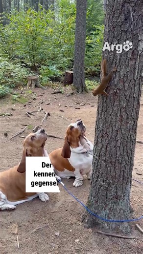 Eine unerwartete Begegnung 🐶🐿🐶 | Argo Deutschland