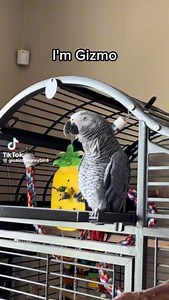Is your Parrot as cheeky as this African Grey? #parrottalk #cheekyparrot | Northern Parrots