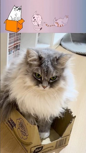 Pure Joy: Cats Expressed with Emojis
