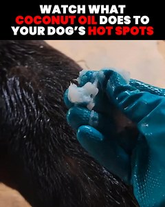 Is your dog constantly scratching? 🐶 Most dog owners don't know this, but constant scratching can often be a sign of allergies, derma dysfunction, and sometimes even more serious health problems 😳 Thankfully, this new spray solves all that! 🙏 Simply apply this to their skin to promote a healthy coat, reduce allergies, and get rid of pesky skin issues 👍🐕 | Pup Labs