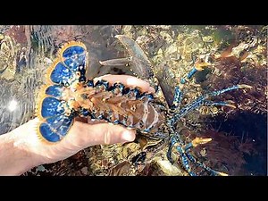 Coastal Foraging & Tide pooling - Family forage for Lobster, Crabs, Sea Creatures | The Fish Locker