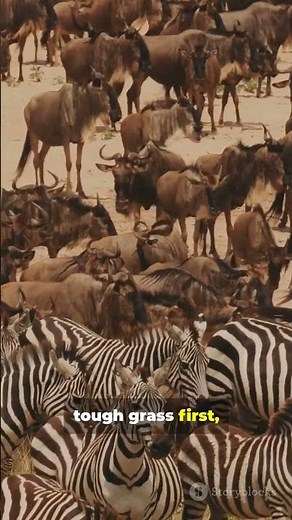 Why Do Zebras Migrate with Wildebeests?