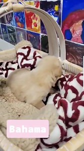 Happy Foster Friday! Right now QHS has a momma dog and her 12 puppies in foster. This Pretty Mama has a lot of work ahead of her but all are doing well. If you were interested in fostering for the Quincy Humane Society more information can be found at https://www.quincyhumanesociety.org/how-can-i-help/foster-program/ | Quincy Humane Society