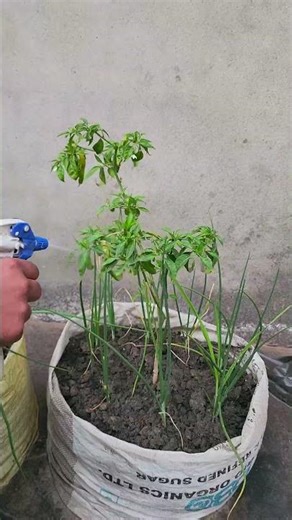 Aj Kre Neem Oil Ki Spray 🪴😍| Neem Oil | Plant Care | Gardening | Home Gardening | #plants #plantcare