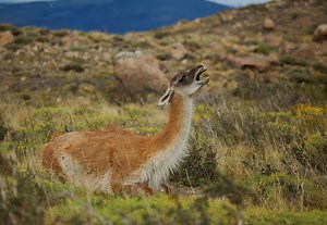 🦙 Guanaco: Características y Curiosidades » Animales Salvajes