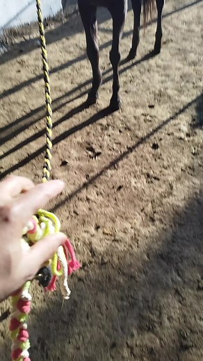 #الخيل_العربي_الاصيل