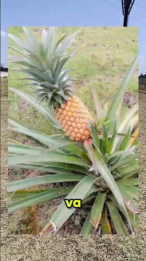 How long does it take for a pineapple to grow? 🍓🐕🫰 #nature #plants #food
