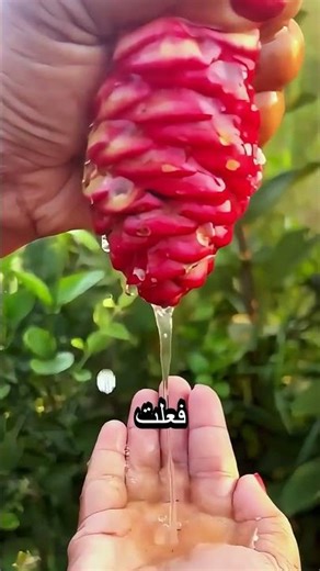 🌸 زهرة الشامبو جمالٌ طبيعيٌّ لا تَغتَرَّ بمظهرِهِ.