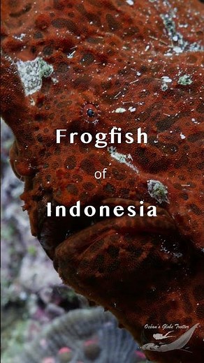 Frogfish on Coral in Bunaken Island, Indonesia | Underwater Macro Short Vertical Video