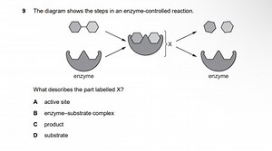 9 The diagram shows the steps in an enzyme-controlled reaction.... | Filo