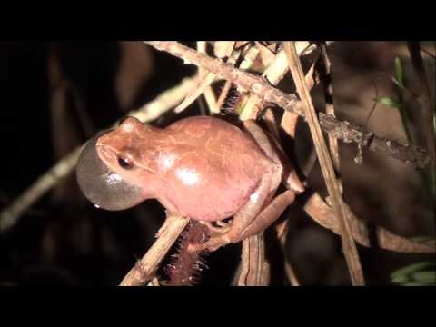Spring Peeper (Pseudacris crucifer) Calling
