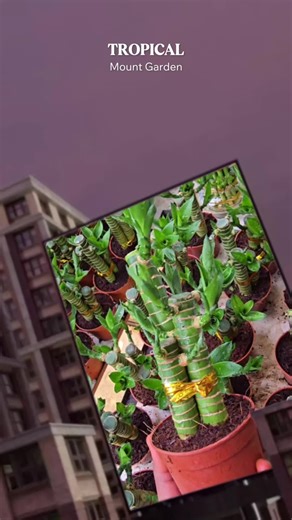 WE ARE OPEN... For oder direct dm us us 012-5062925 #plantshop #luckybamboo #plantsoftiktok #fyp #gardening