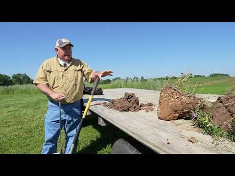 Cover Crop Chronicles: Management Strategies Before Corn