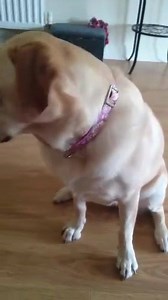 2.4K views · 185 reactions | Poppy would like to show you all her valentine's day card from her friend Vini  | Disability Assistance Dogs | Facebook