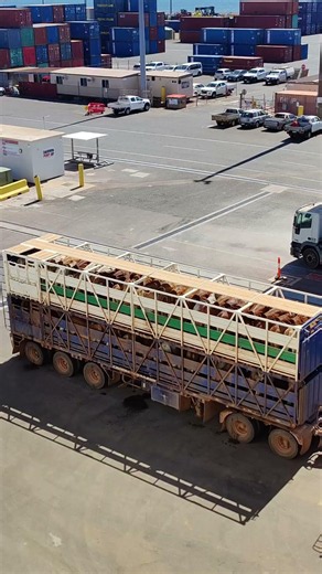 Transporting cattle and goats by sea.