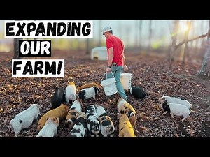 Clearing Overgrown Land for Farm Expansion