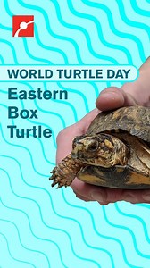 Let's keep shellebrating with the Box Turtle! 📦🐢 Box turtles are native to North America. These turtles are superficially similar to tortoises, but these reptiles live in the water (but mostly on land). There are six subspecies, and the name "box" comes from their distinctive hinged shell that allows it to completely enclose itself. Michigan, New Hampshire, Massachusetts, and Connecticut list the animal as vulnerable or with a DECLINING POPULATION. Maine lists the turtle as endangered. Some of
