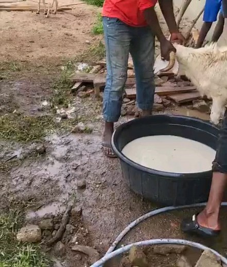 Animals dipping plunge dip (also known as a dipping vat, dipping tank or, simply, a dip) is a bath designed to immerse livestock in liquid pesticide or other treatment. Cattle being treated against ticks in a plunge dip. | K-F Agro Tech And Agro Service