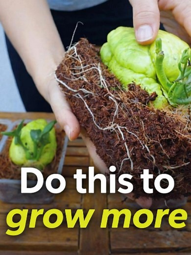 Grow More Tomatoes: Expert Gardening Tips