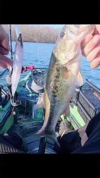 Little bass hitting a magnum Jerkbait Kanata +1 #megabass #fishing #bassfishing
