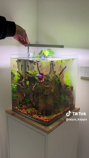 Betta Fish Aquarium Showcase with Relaxing Soundscapes