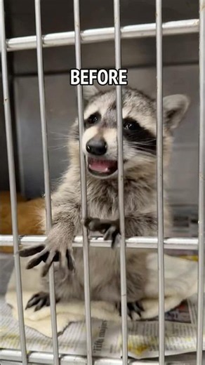 Baby Raccoon’s Complete Meltdown (Bottle Fixes Everything) #wildlife #adorable #rescue