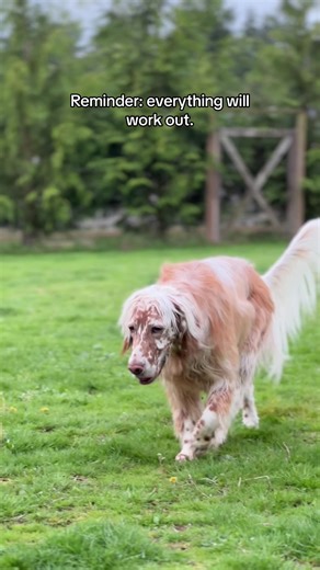 Life IS great. ❤️ #englishsetter #pnw #lifeisgreat #dogtok #dogvideo