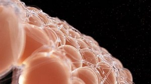 clip-1014162281-medically-accurate-3d-animation-fat-cells