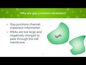 Gap Junctions Video 1 0