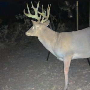 Biggest buck of the season incoming! | Logan W Hunsucker