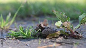 The baby Viper curled up in the grass. A poisonous snake in its natural habitat.