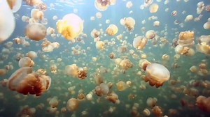 Official Page of Christina Cindrich is swimming with Jellyfish. | Destination Luxury