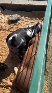 Pineland Farms on Reels